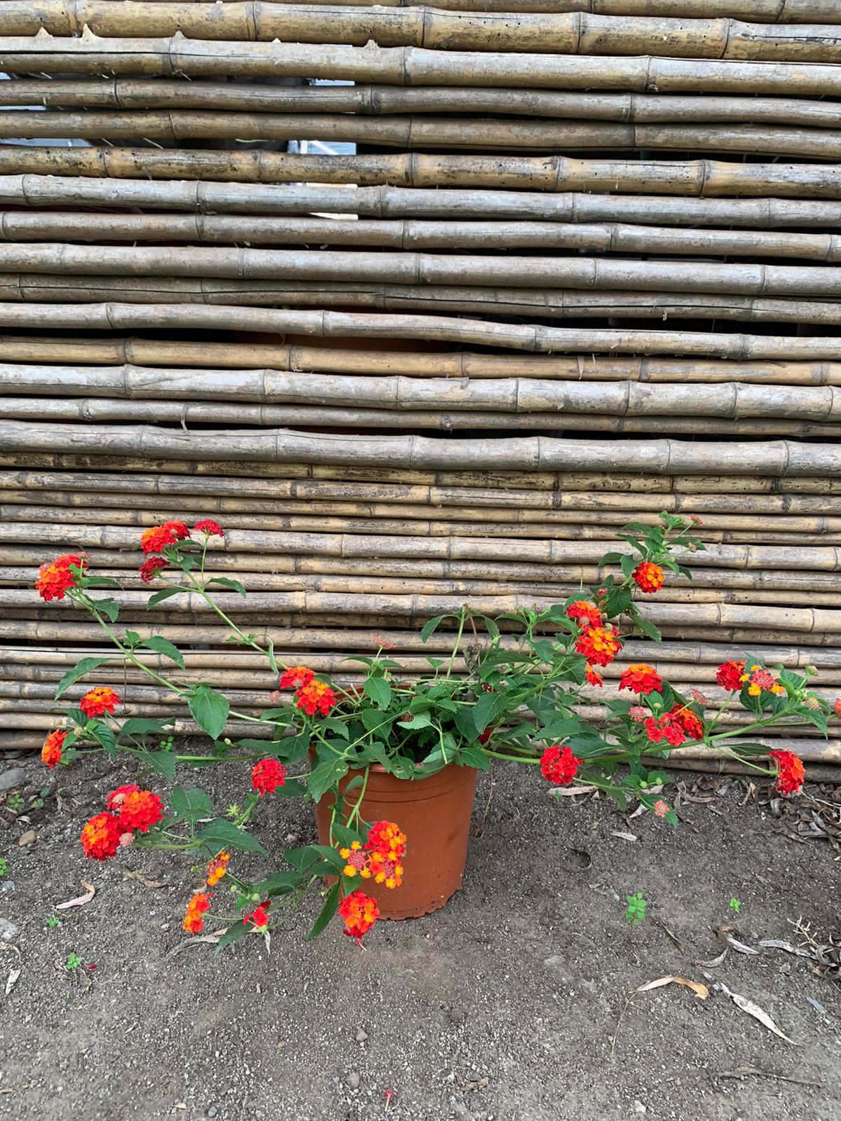 Lantana rastrera roja