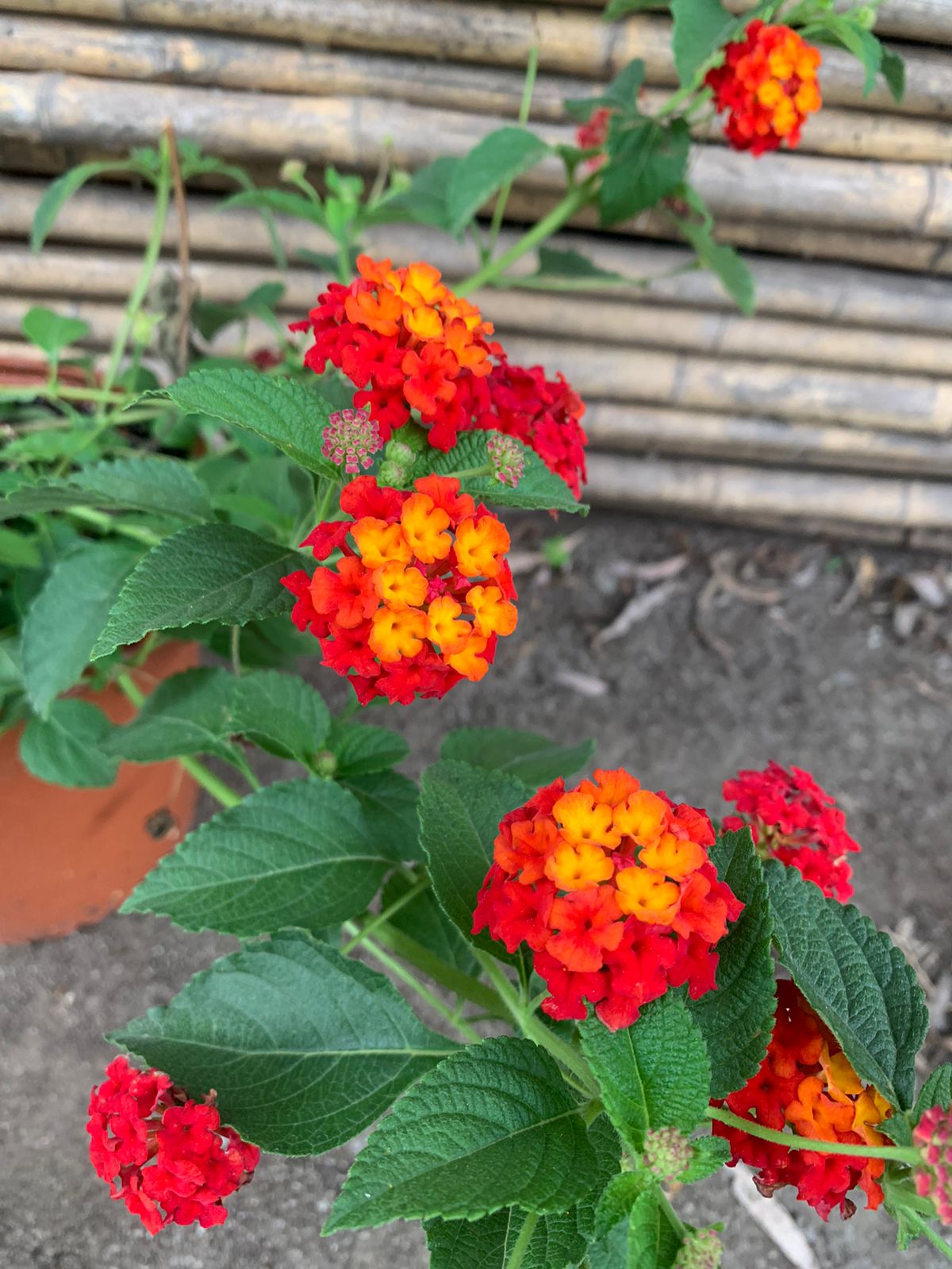 Lantana rastrera roja