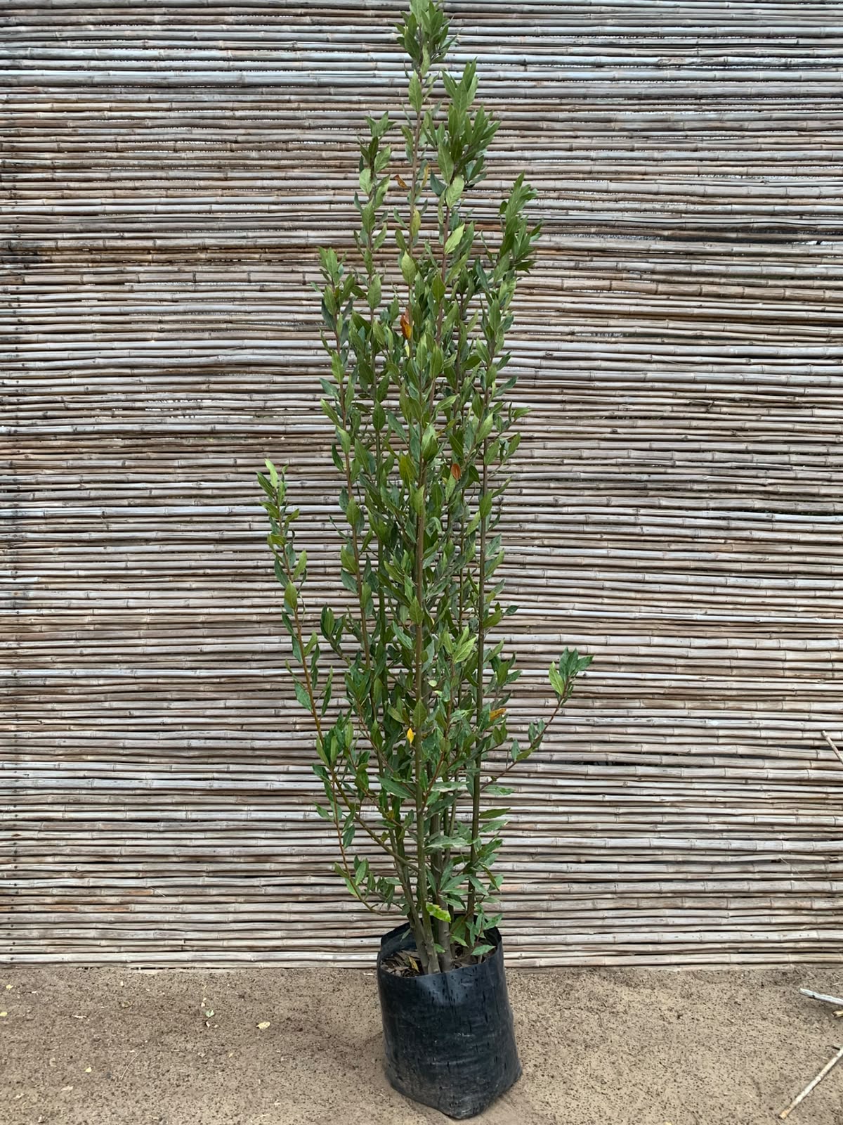 Laurel comer (2.5 -3.0 m)