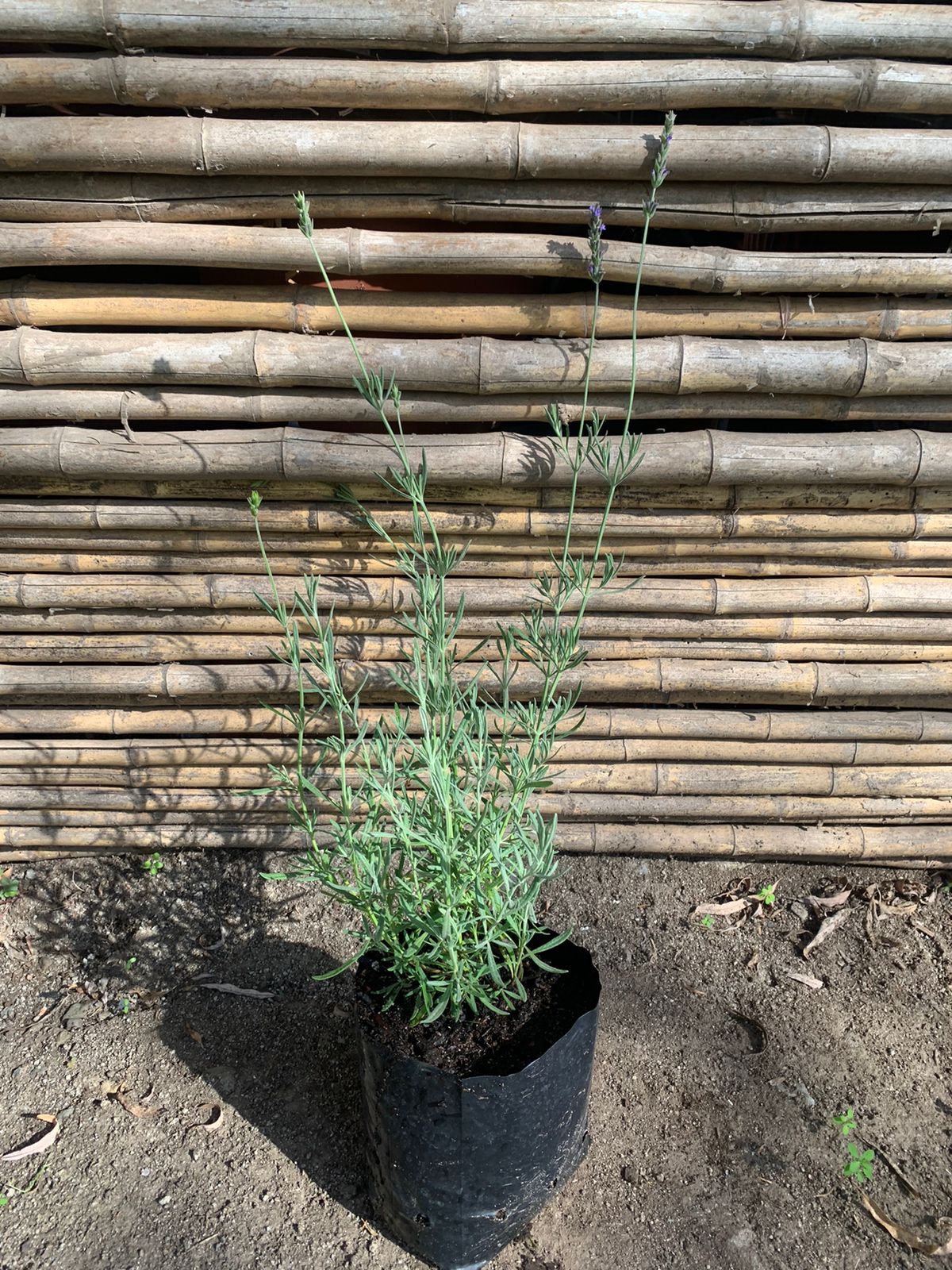 Lavanda inglesa
