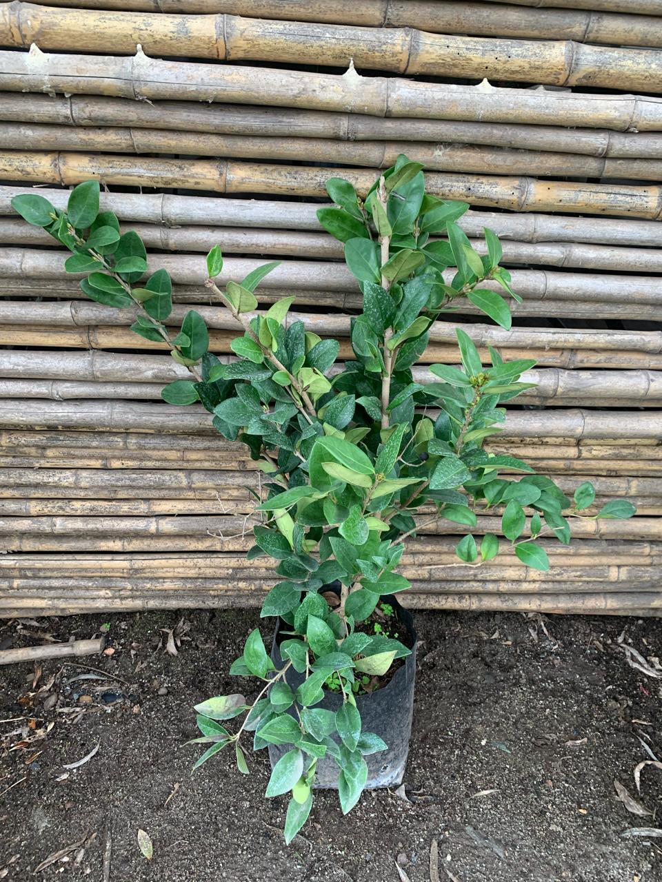 Ligustro Compacto - Ligustrum compactum japonicum