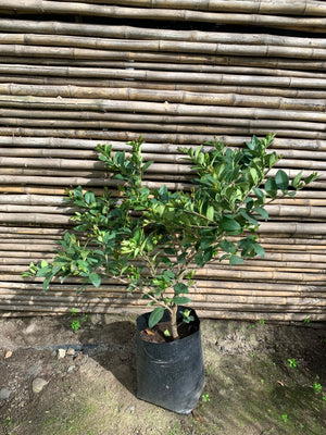 Ligustro compacto (50 - 60 cm)