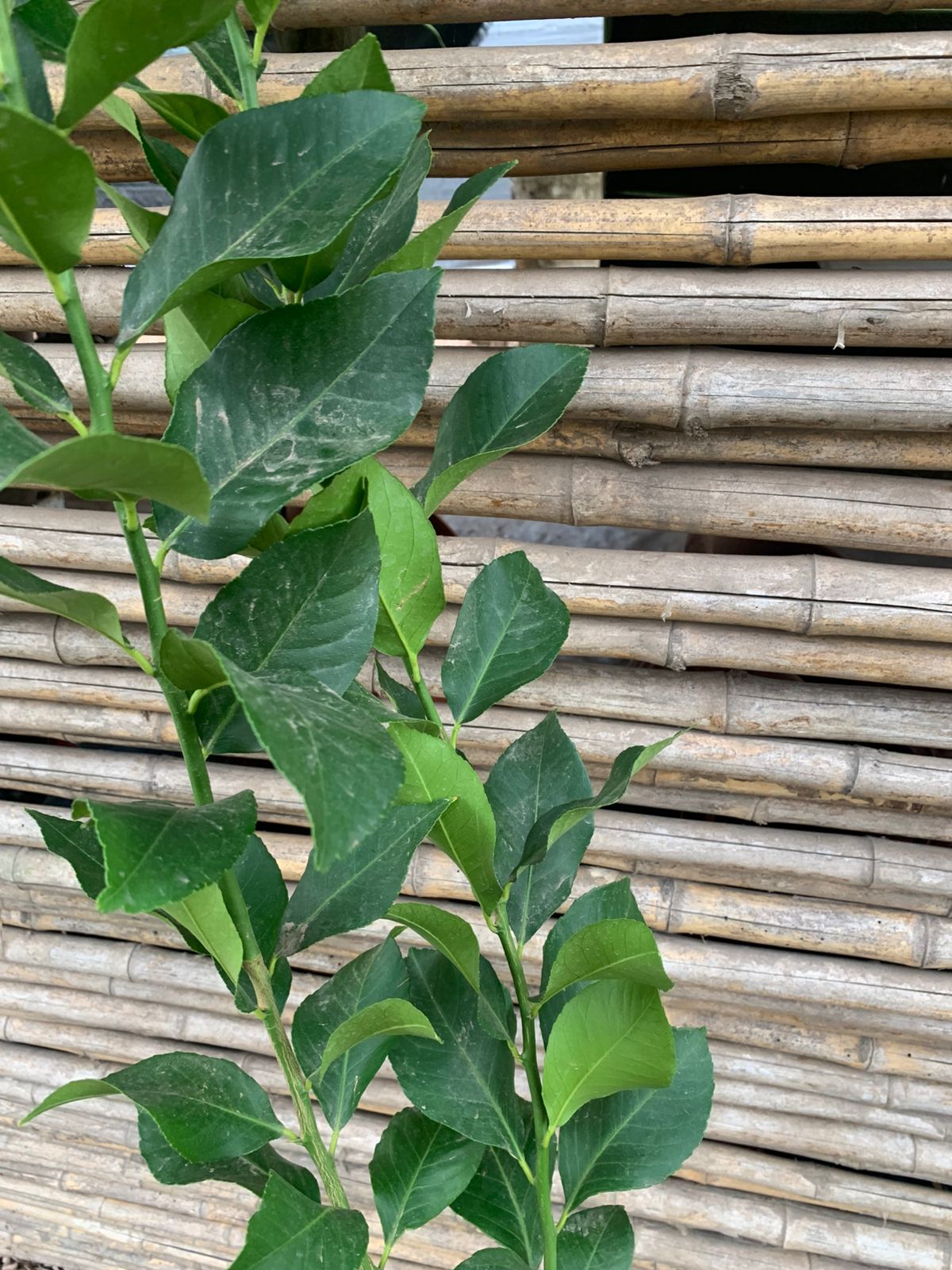 Limón Eureka