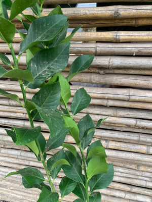 Limón Eureka