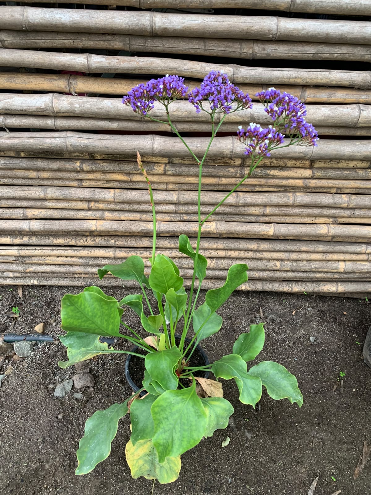 Limonium