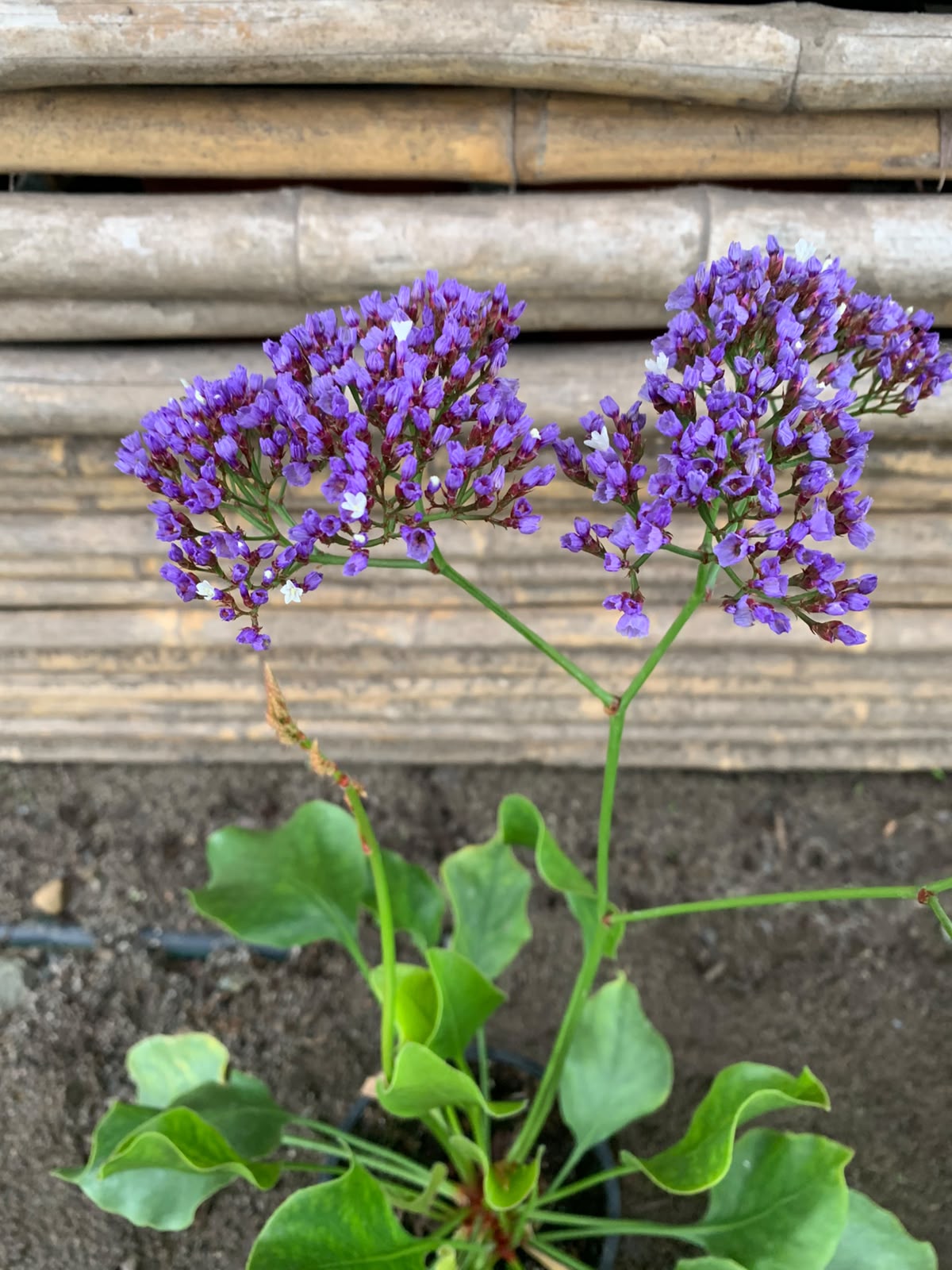 Limonium