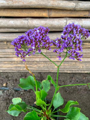 Limonium