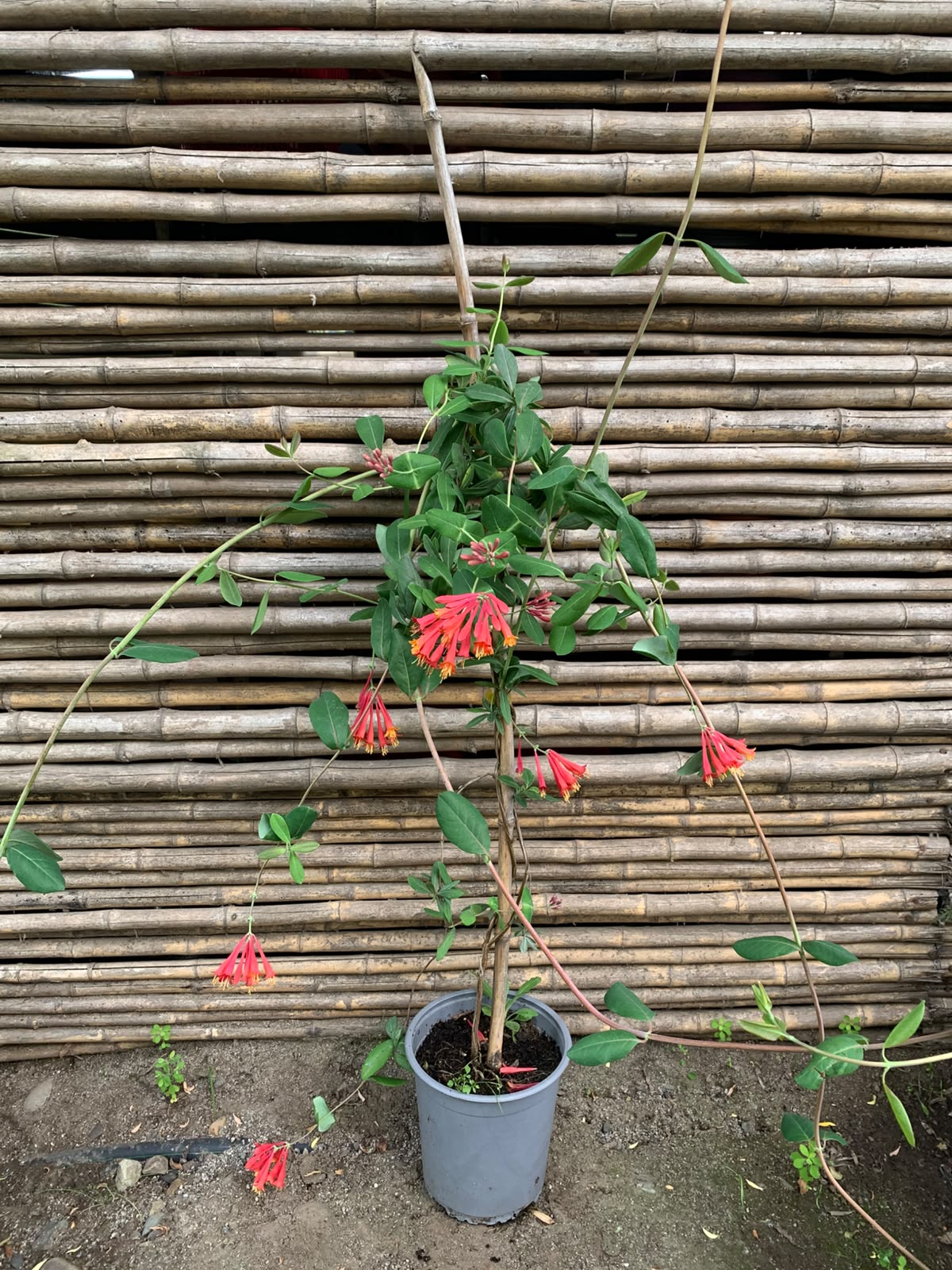 Madre selva roja - Lonicera sempervirens