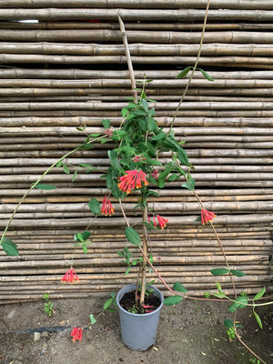 Madre selva roja - Lonicera sempervirens
