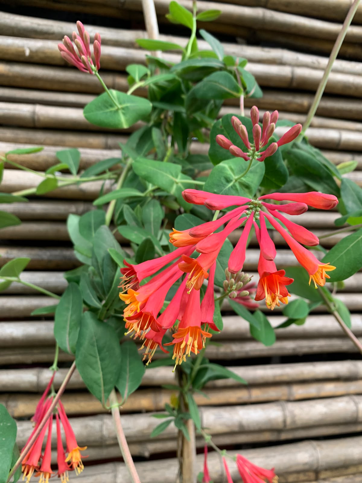 Madre selva roja - Lonicera sempervirens