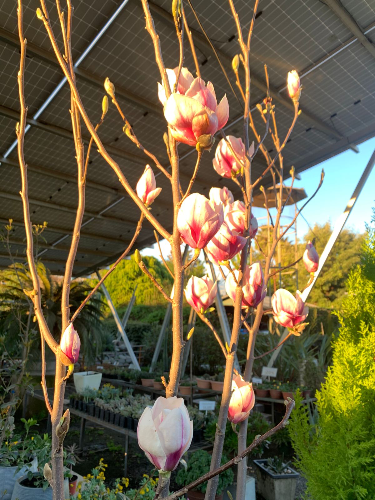 Magnolio Soulangiano morado blanco
