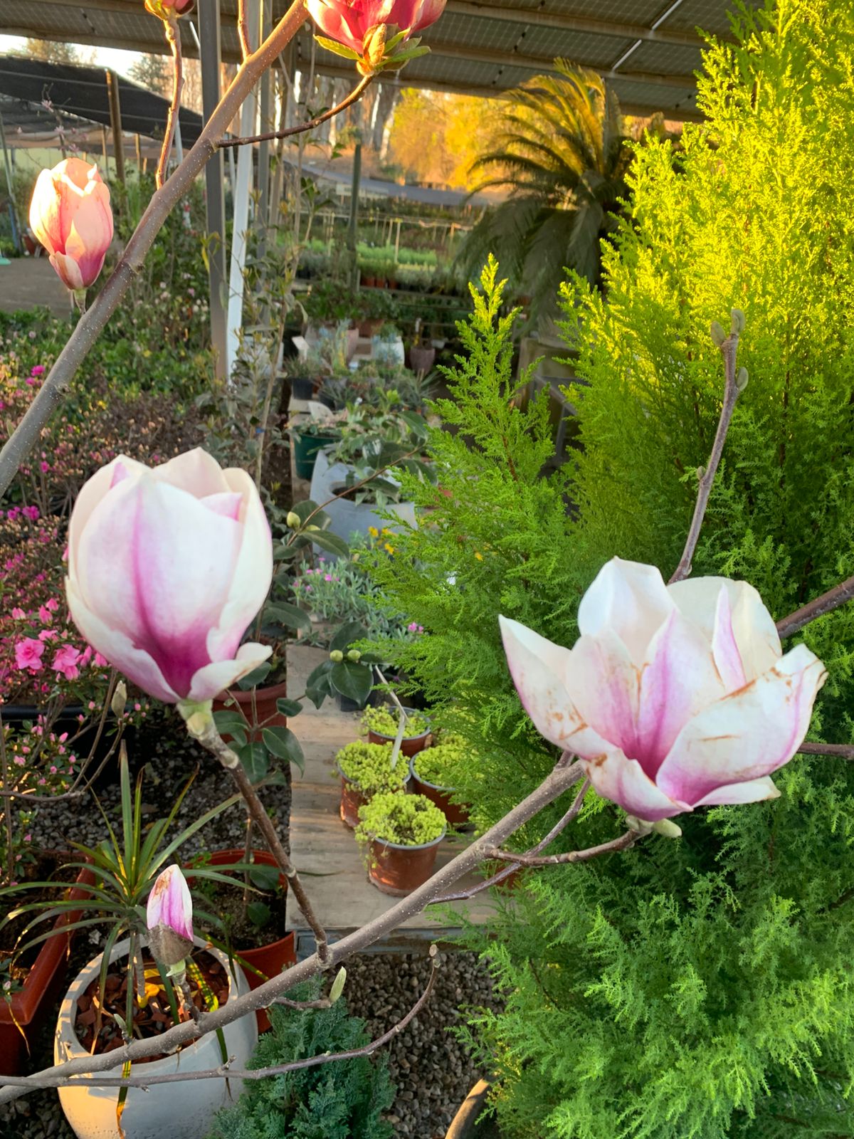 Magnolio Soulangiano morado blanco