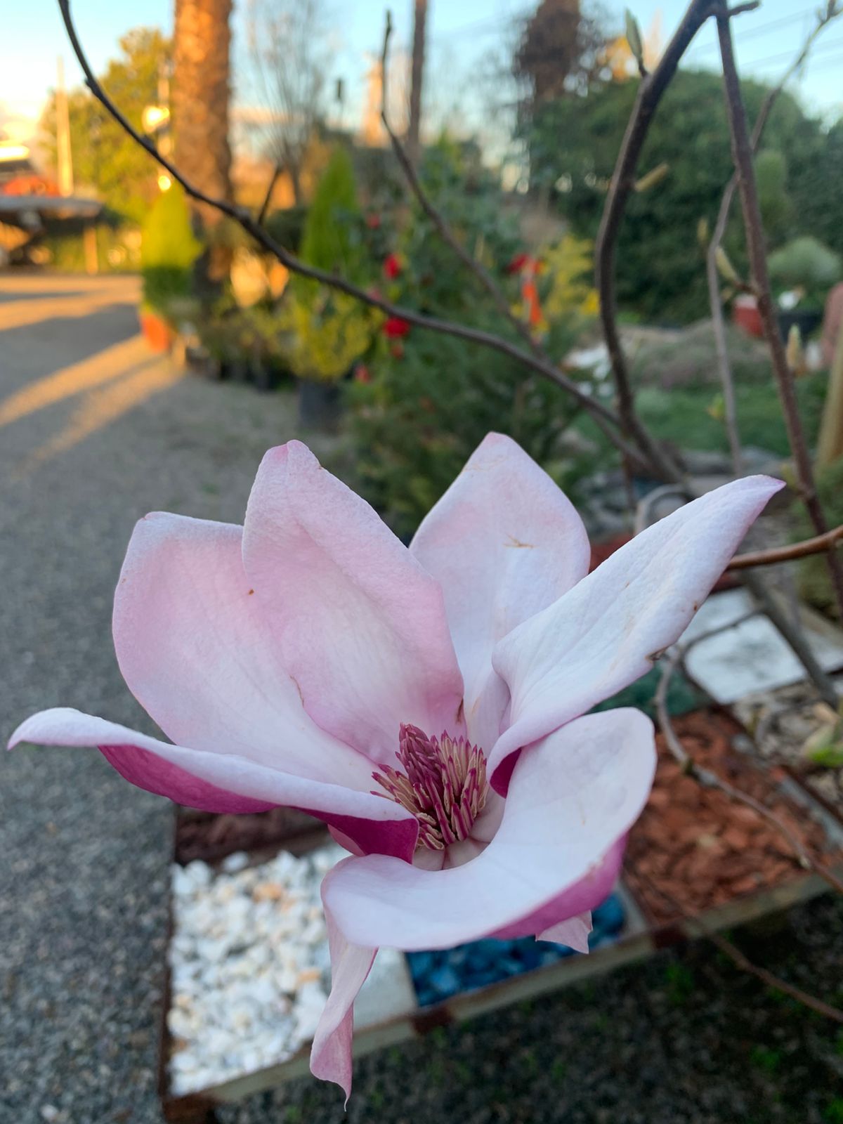 Magnolio Soulangiano morado blanco
