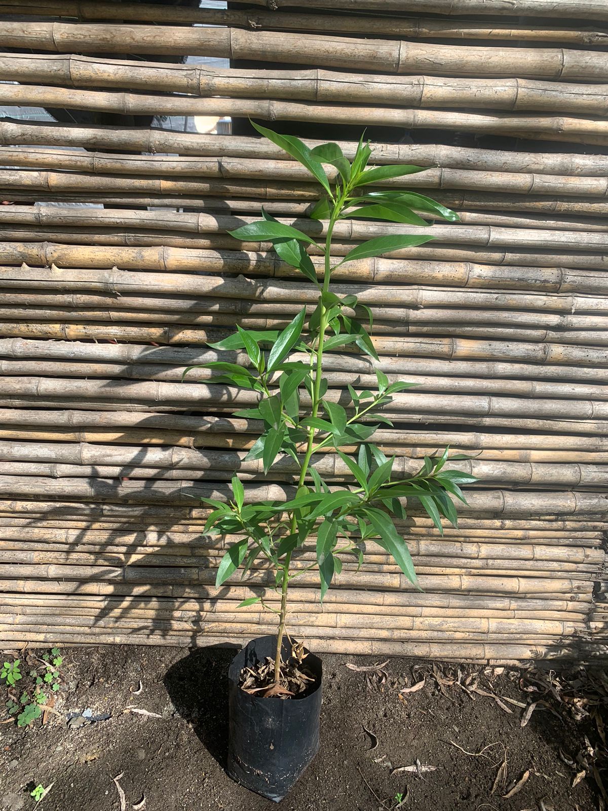 Miósporo Arbustivo - Myoporum laetum (30 - 40 cm)