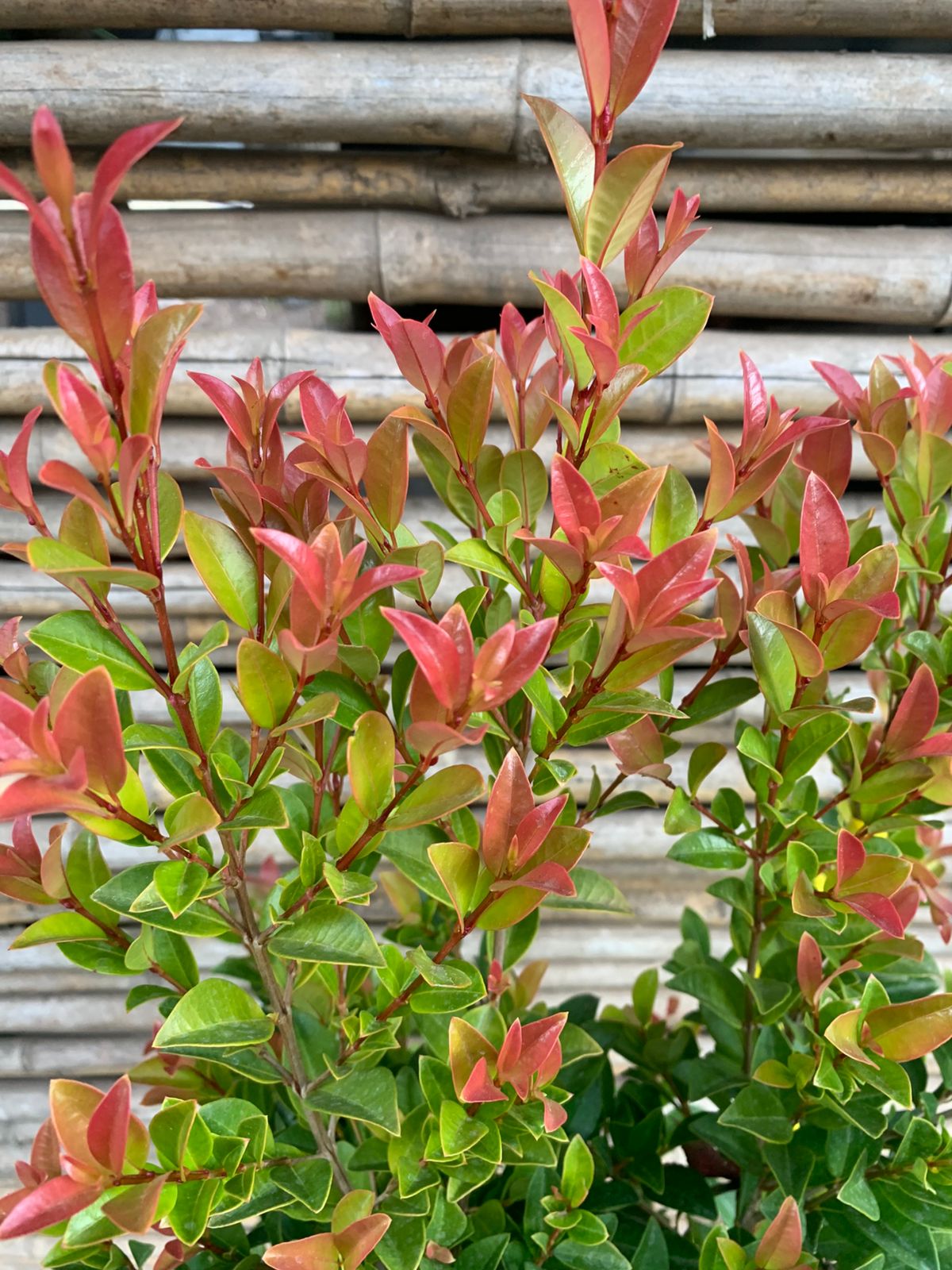 Mirseugenia