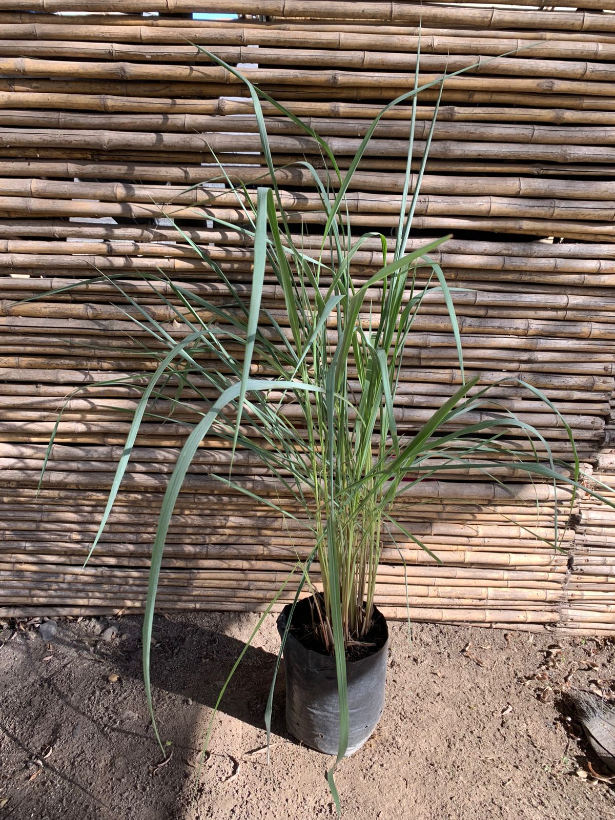 Miscanthus
