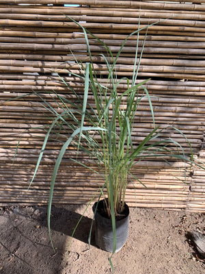 Miscanthus
