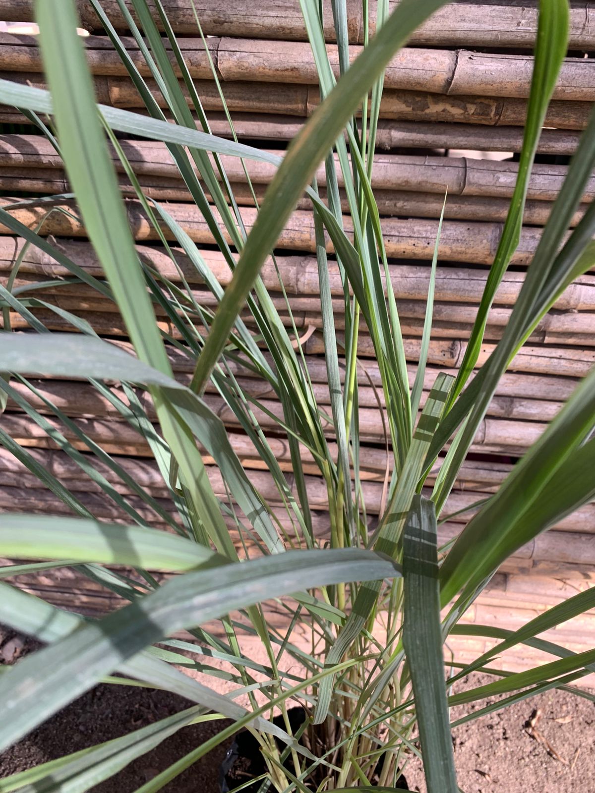 Miscanthus