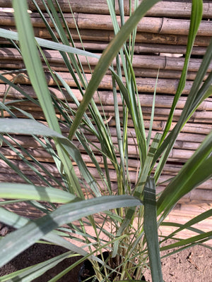 Miscanthus