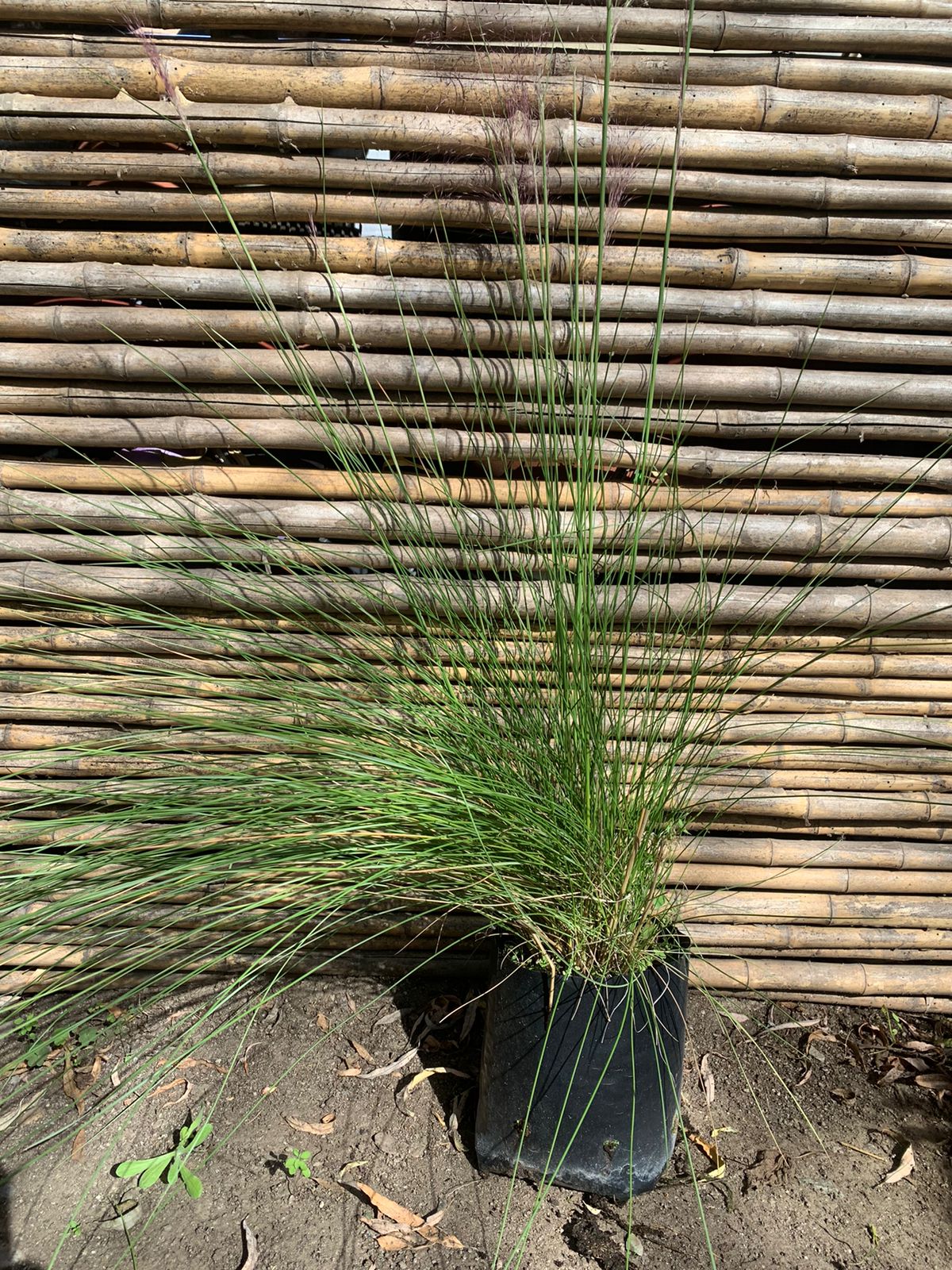 Muhlenbergia
