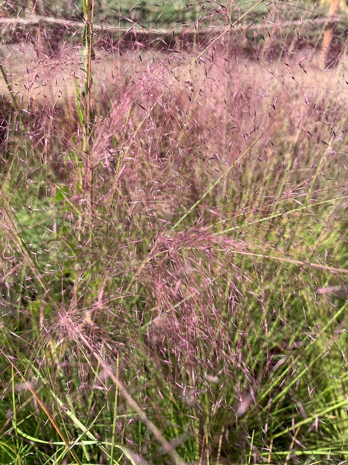 Muhlenbergia