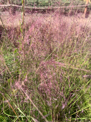 Muhlenbergia