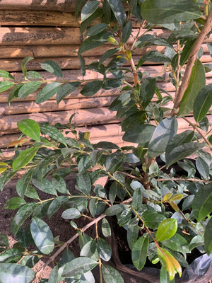 Myrceugenia