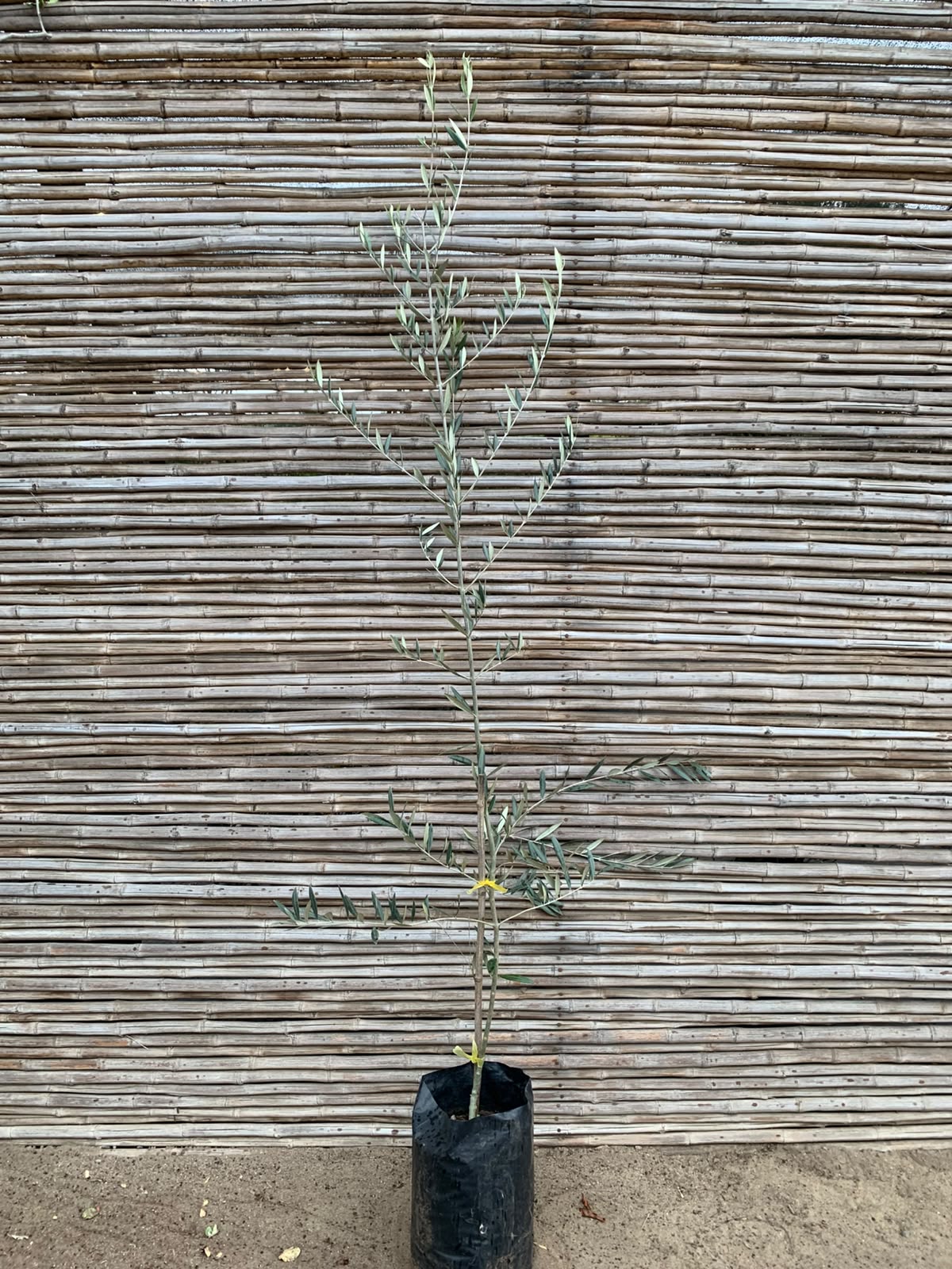 Olivo