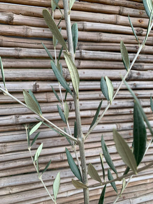 Olivo