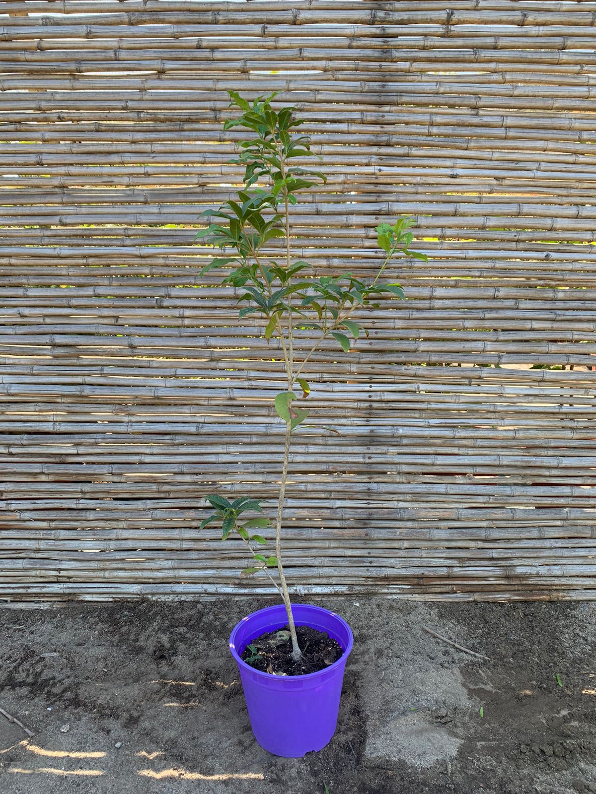 Osmanthus fragrans (1.0 - 1.3 m)
