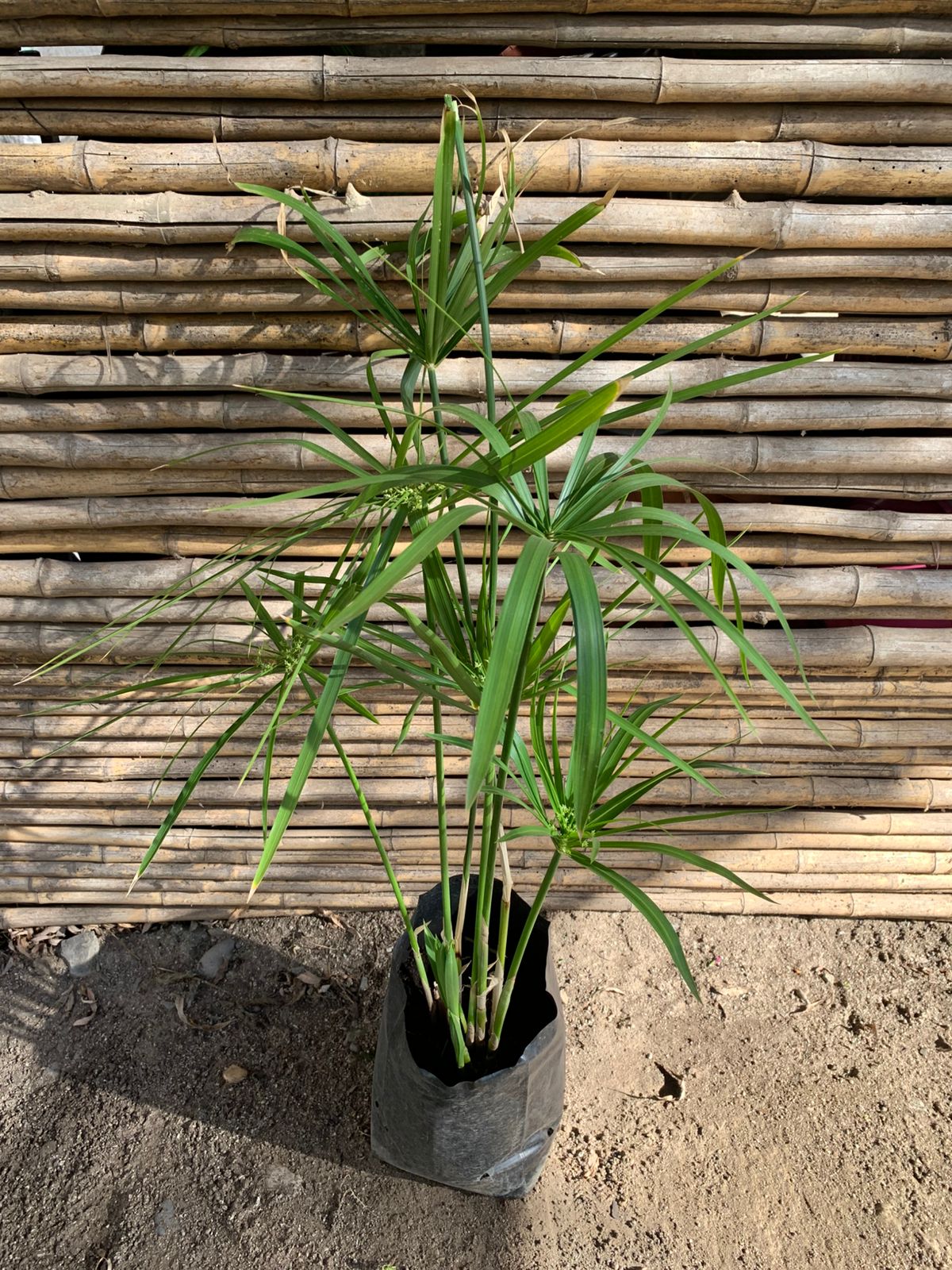 Papiro Chileno