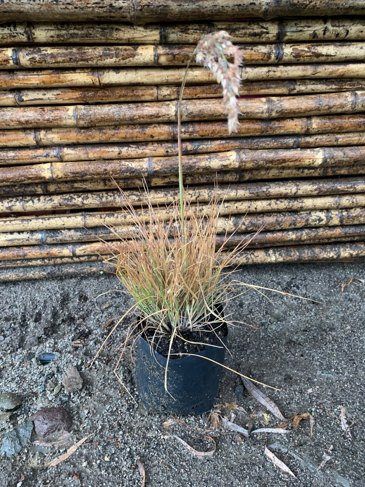 Penisetum ruby grass