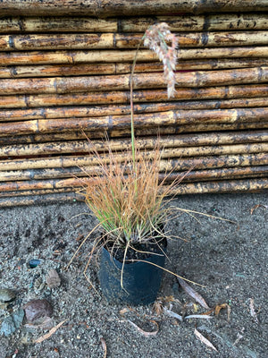Penisetum ruby grass