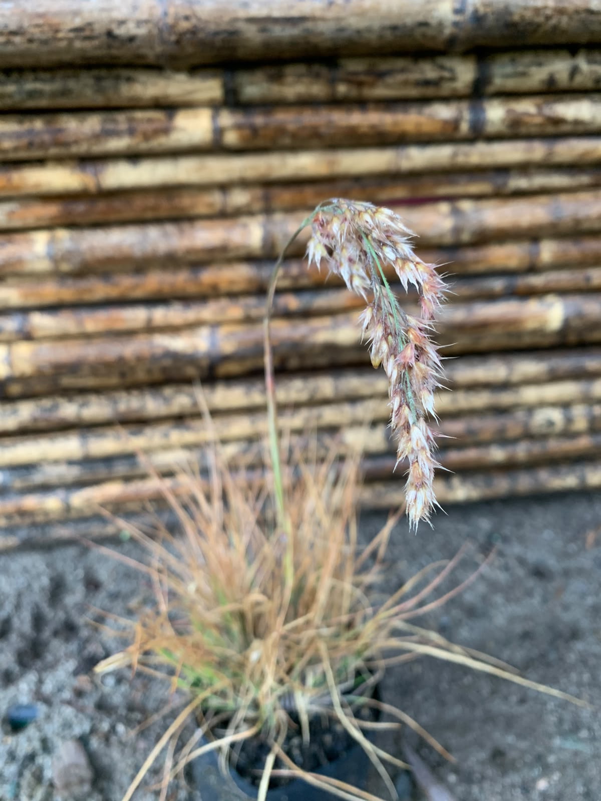 Penisetum ruby grass