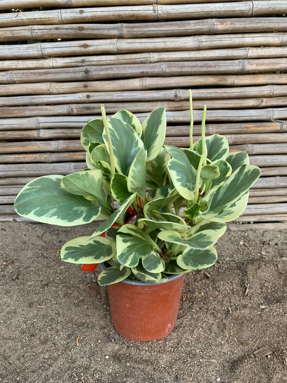 Pepperonia Obtusifolia Variegada