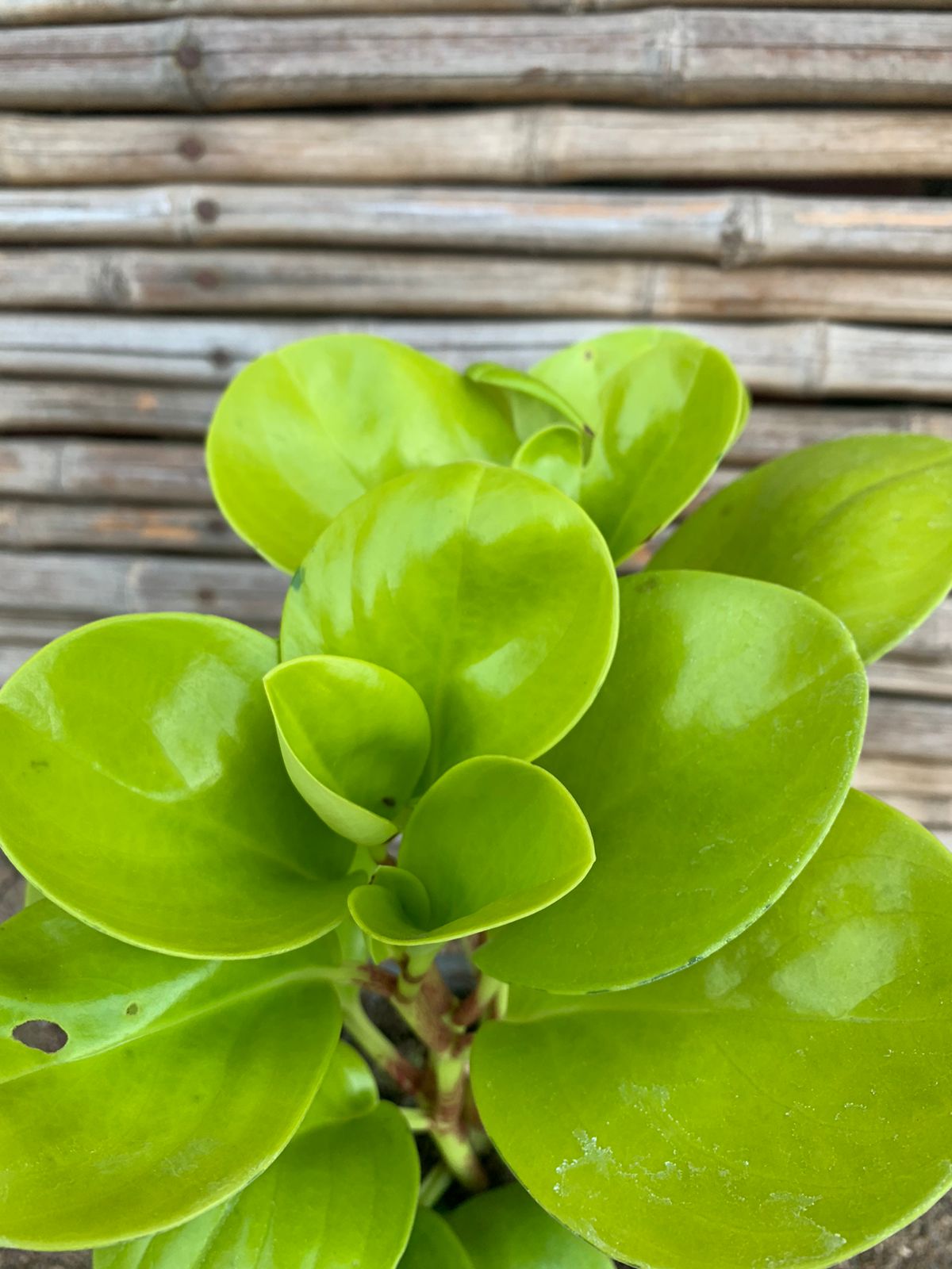 Pepperonia Obtusifolia