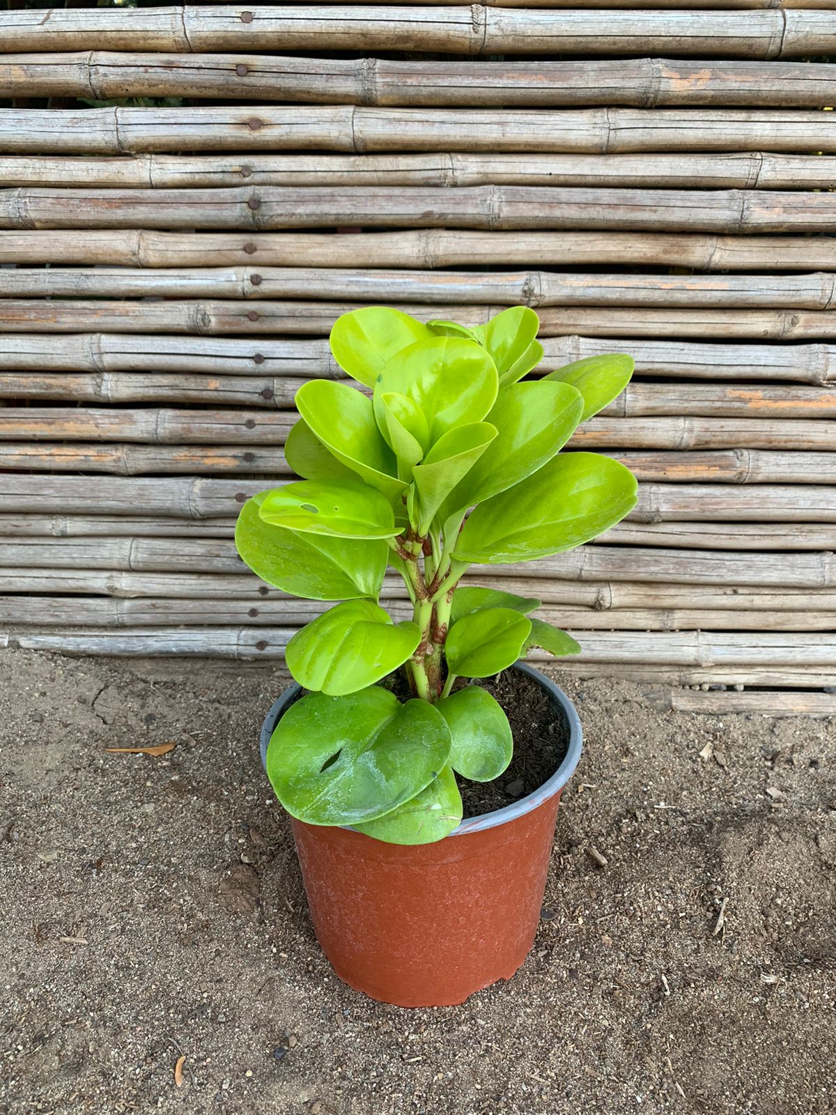 Pepperonia Obtusifolia