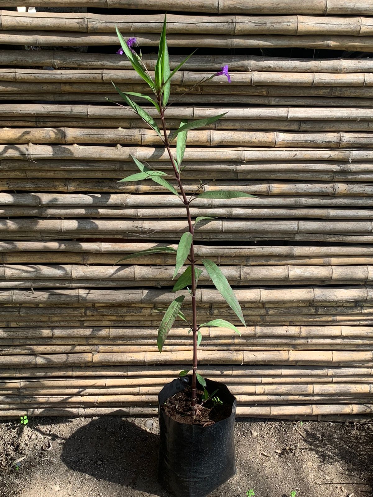 Petunia mexicana