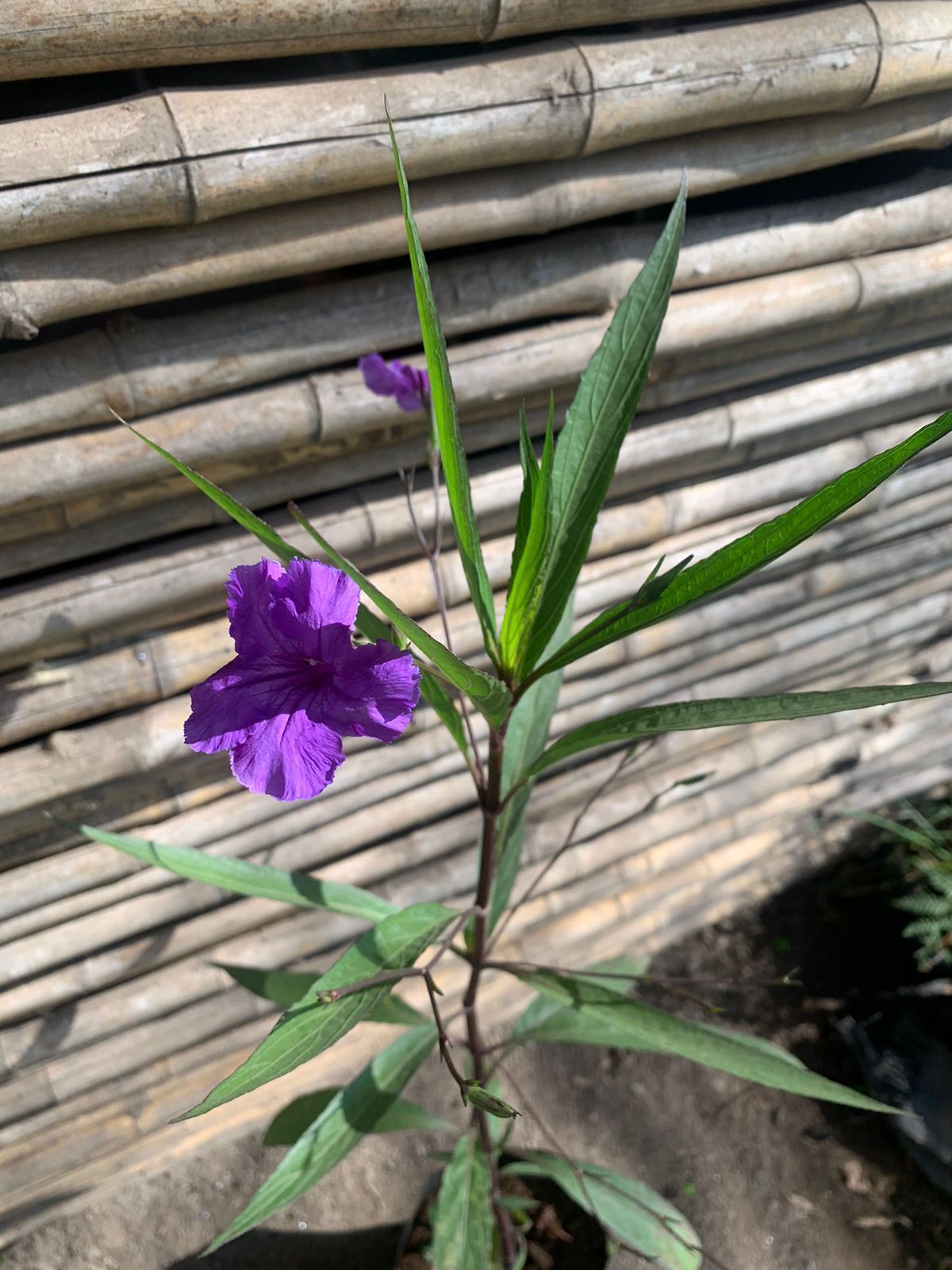 Petunia mexicana