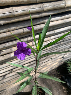 Petunia mexicana