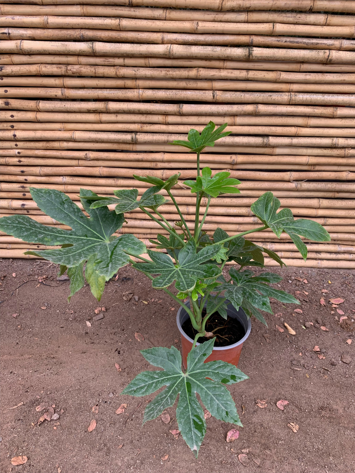 Aralia Japónica (2) - Fatsia japónica. (0.5 m)