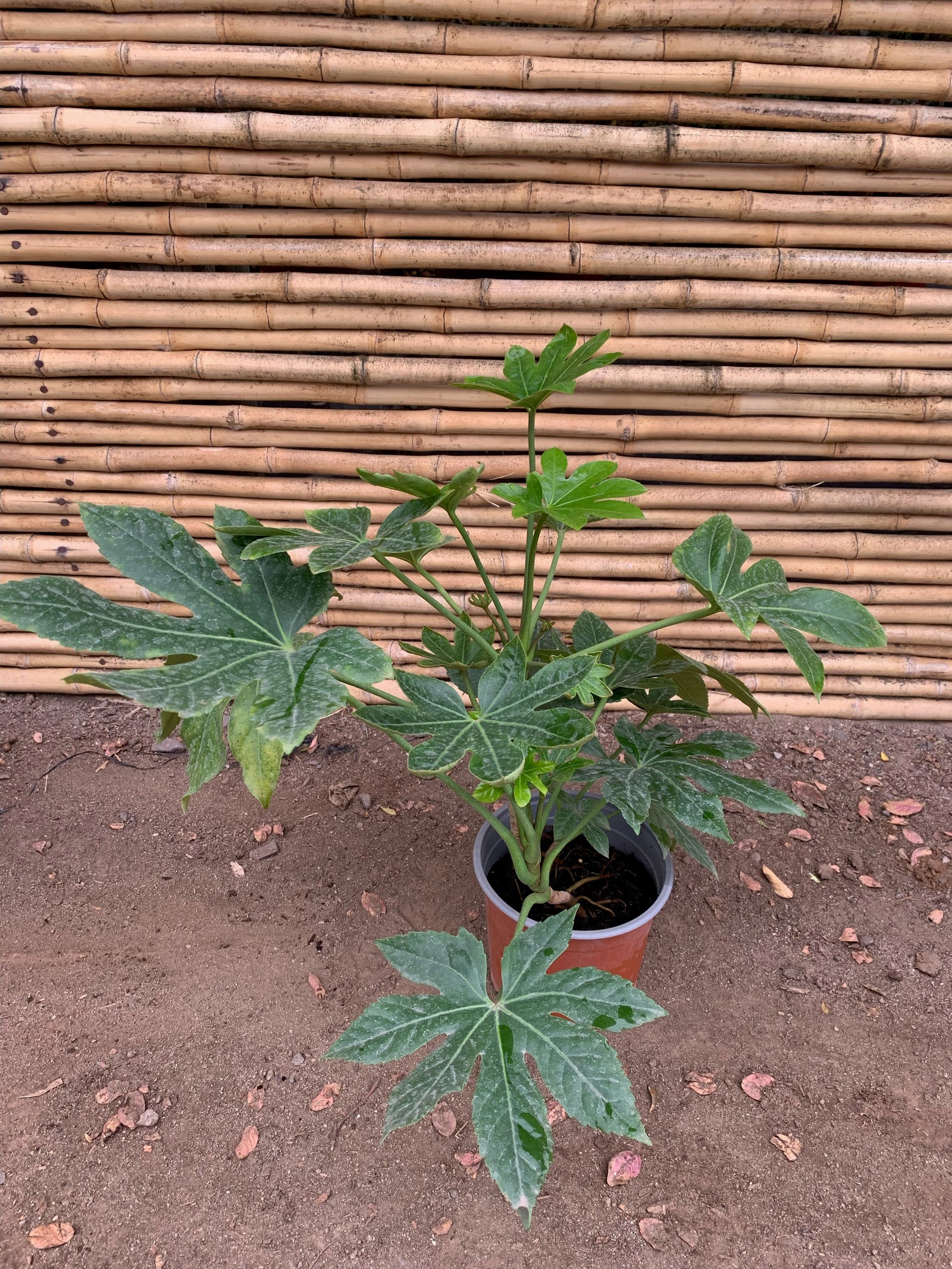 Aralia Japónica (2) - Fatsia japónica. (0.5 m)