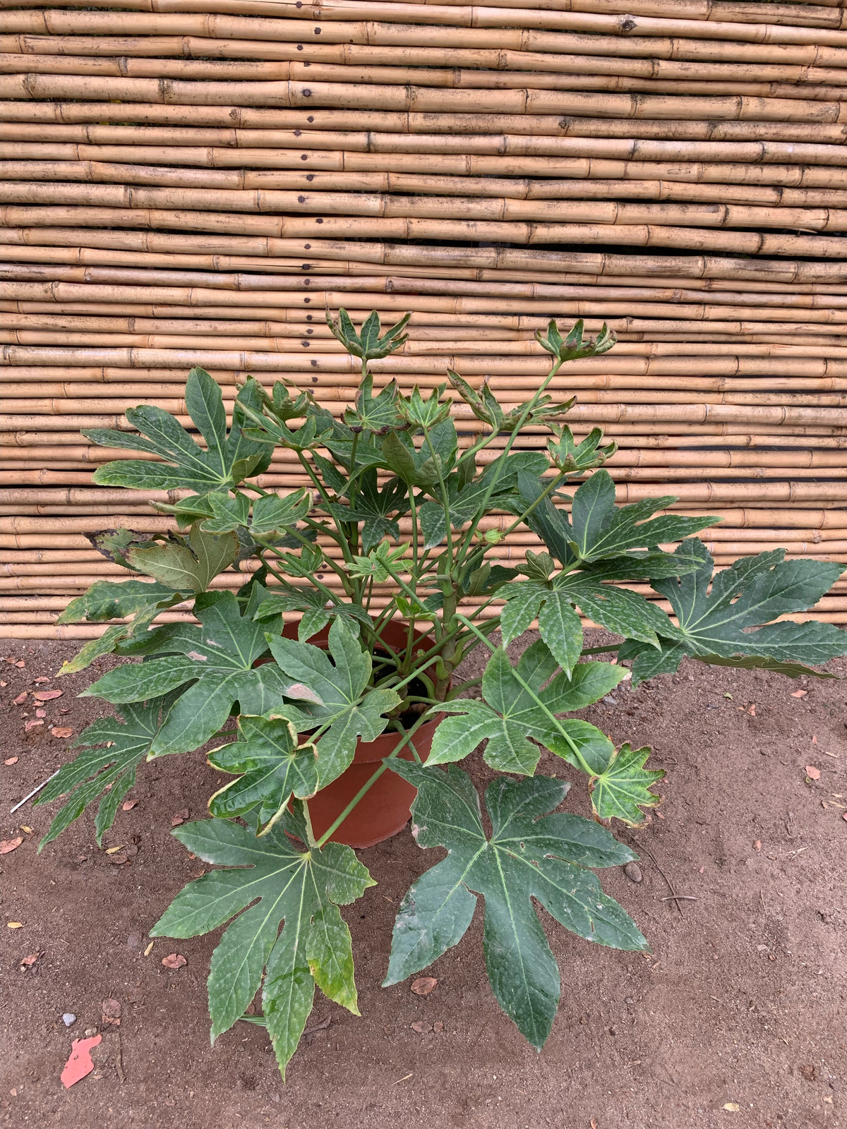 Aralia Japónica (1) - Fatsia japónica.