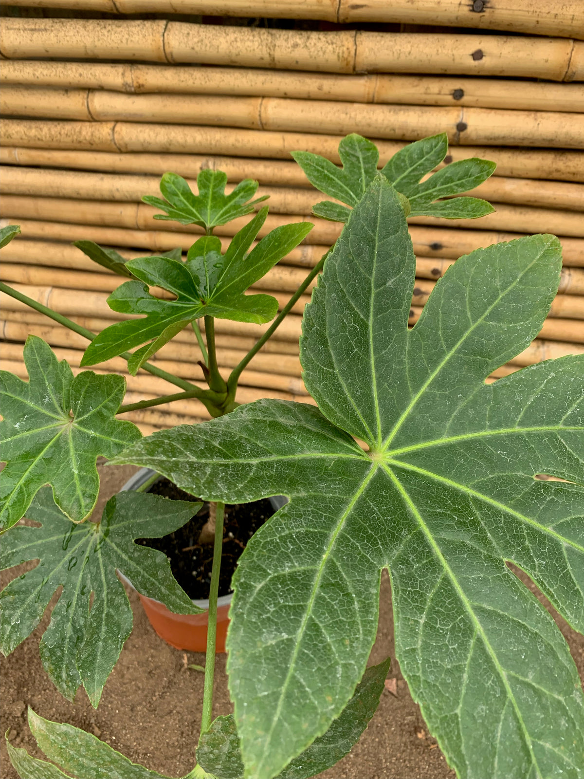 Aralia Japónica (1) - Fatsia japónica.