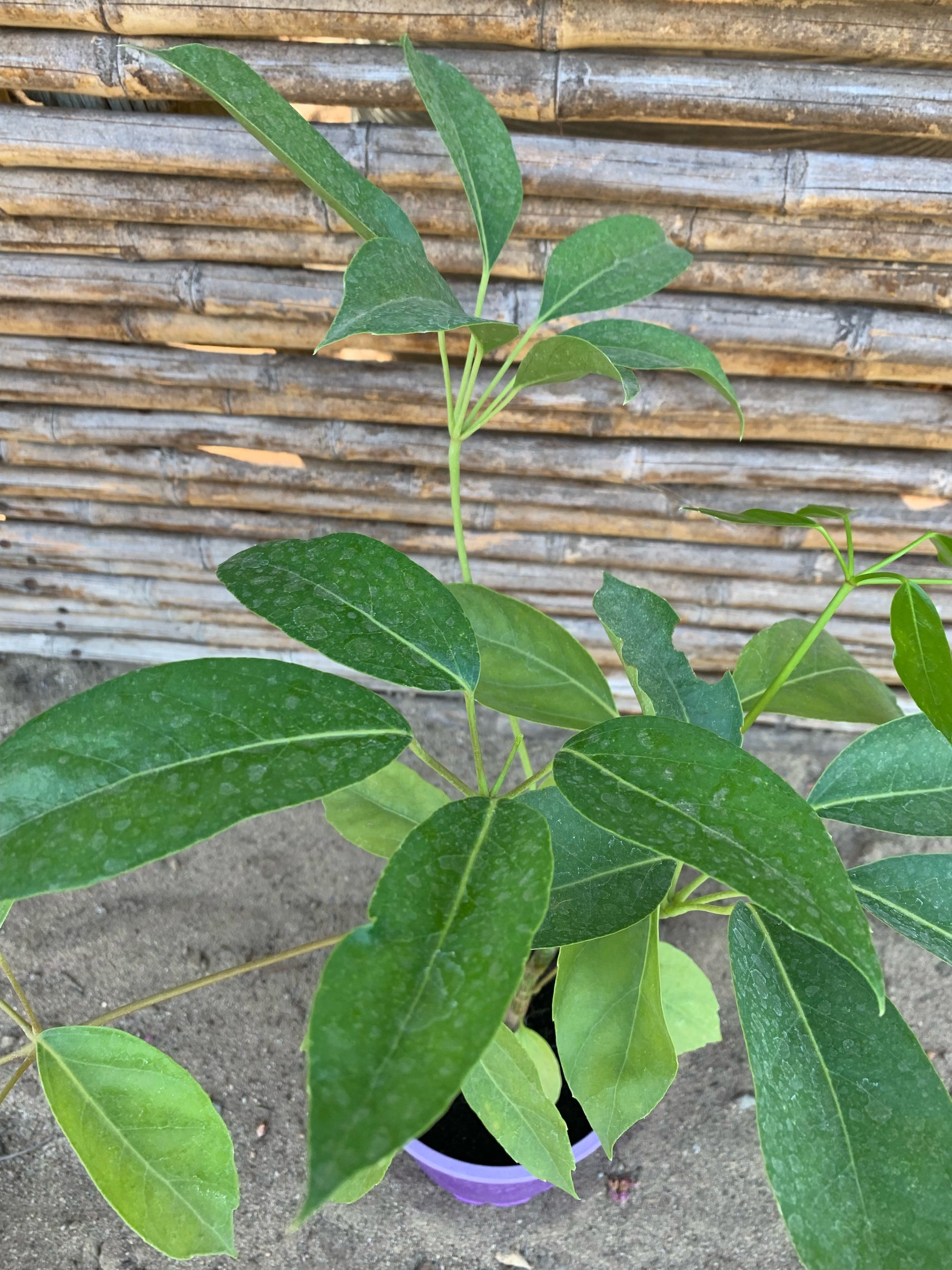 Cheflera - Schefflera arboricola