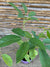 Cheflera - Schefflera arboricola