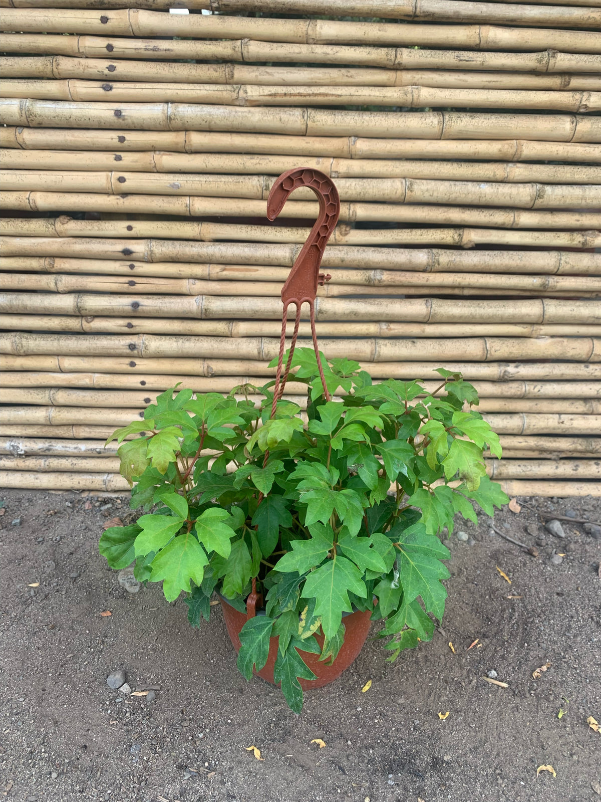 Cissus Ellen Dánica - Cissus rhombifolia "Ellen Dánica"