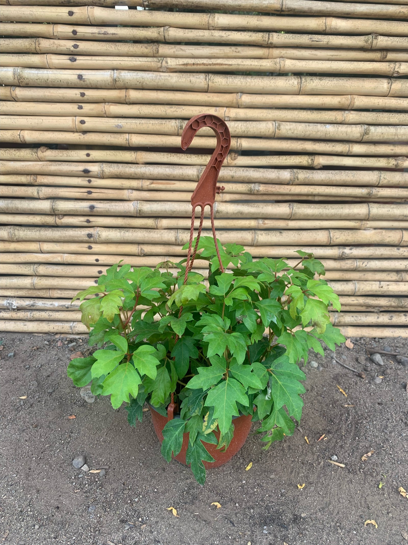 Cissus Ellen Dánica - Cissus rhombifolia "Ellen Dánica"