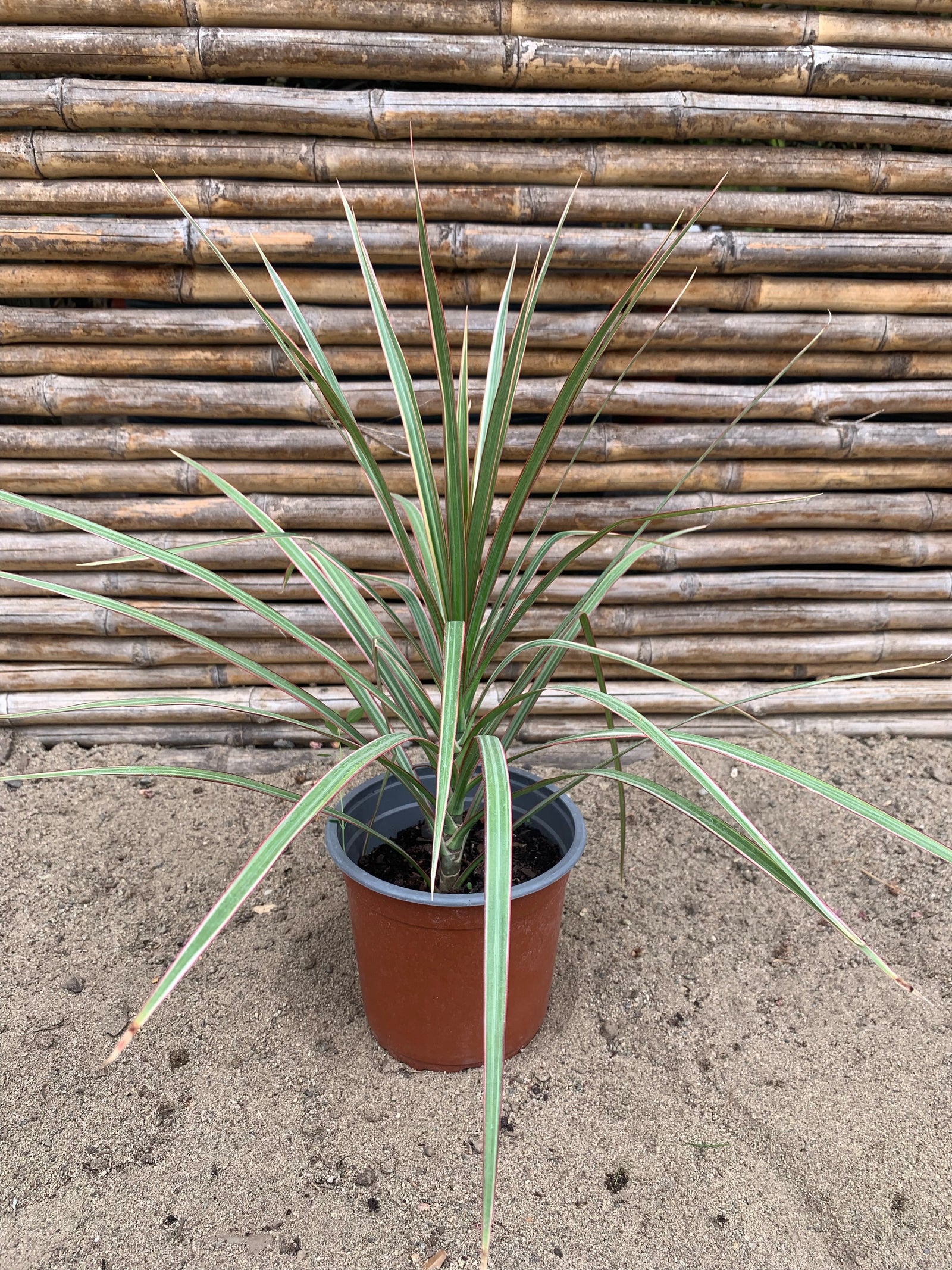 Dracena Colorama