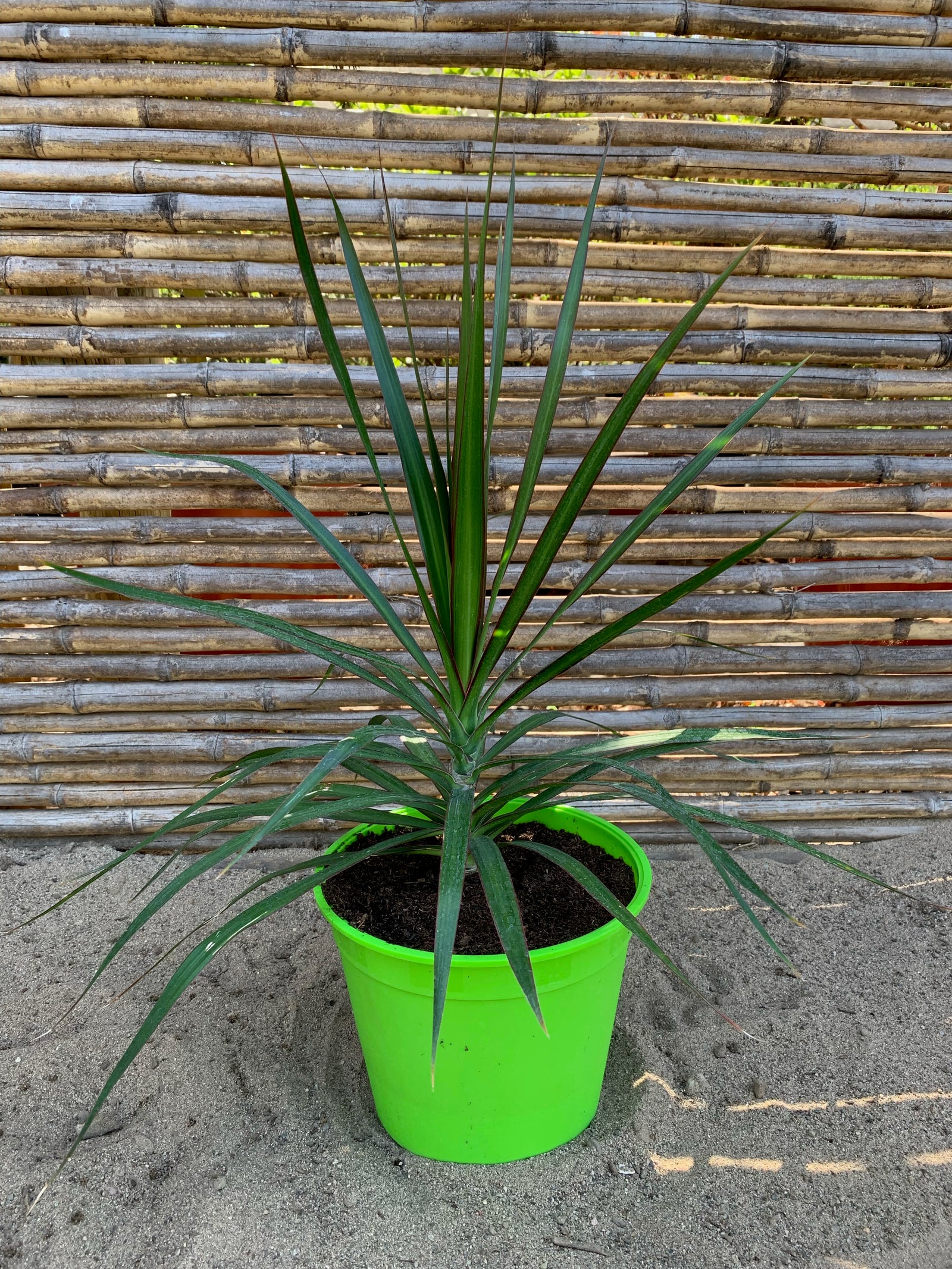 Dracena Marginata - Dracaena reflexa var. angustifolia